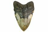 Huge, Fossil Megalodon Tooth - North Carolina #172601-1